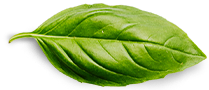 Contato Basil Leaf 3